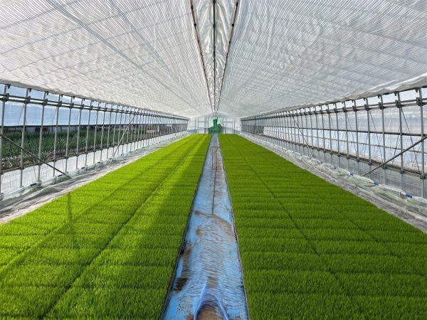 画像：【春の恵み】ビニールハウスで育つ稲の芽🌱～やけ苗対策に遮光シートも活躍～